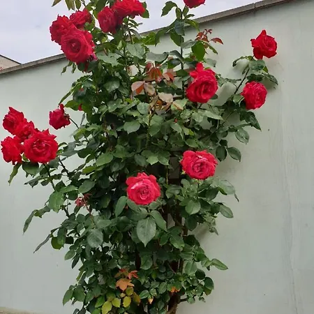 Mirana Family Hotel Burgas